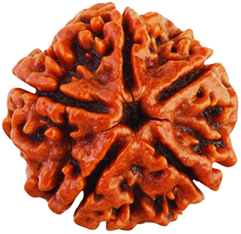 Rudraksha 5 Mukhi