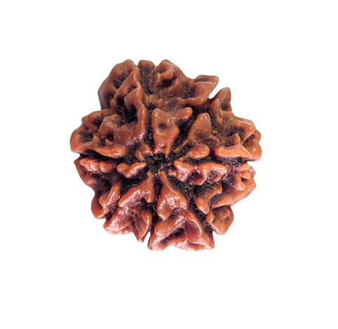 Rudraksha 7 Mukhi